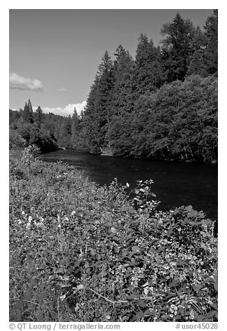 McKenzie River. Oregon, USA (black and white)