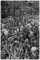 Pitcher plants. Oregon, USA (black and white)