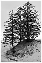 Pine trees on Umpqua dunes, Oregon Dunes National Recreation Area. Oregon, USA (black and white)