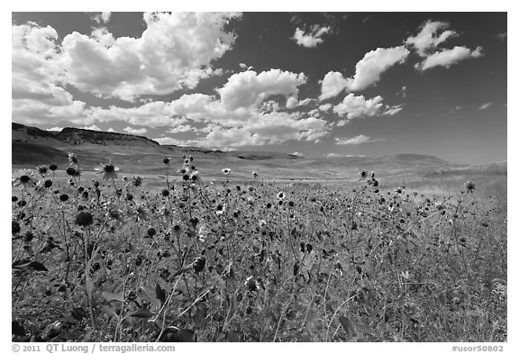 Sunflowers and grasslands. Oregon, USA