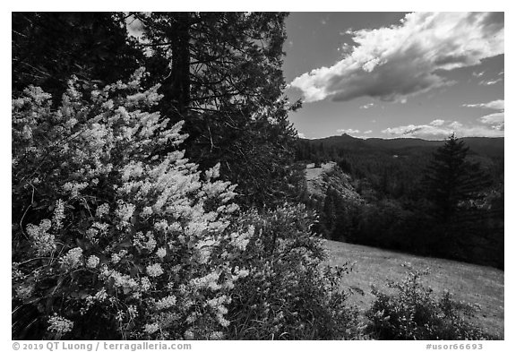Blooms and Siskiyou Mountains. Cascade Siskiyou National Monument, Oregon, USA (black and white)