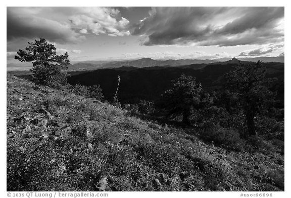 Sunny meadow with wildflowers and distant Pilot Rock. Cascade Siskiyou National Monument, Oregon, USA (black and white)