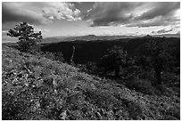 Sunny meadow with wildflowers and distant Pilot Rock. Cascade Siskiyou National Monument, Oregon, USA ( black and white)