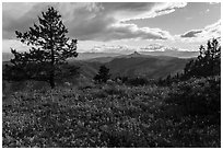 Wildflower carpet and distant Pilot Rock. Cascade Siskiyou National Monument, Oregon, USA ( black and white)