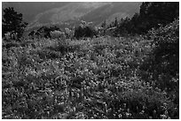 Siskiyou mountain wildflower carpet. Cascade Siskiyou National Monument, Oregon, USA ( black and white)