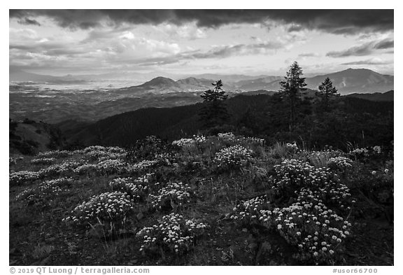 Wildflowers, late afternoon, Boccard Point. Cascade Siskiyou National Monument, Oregon, USA (black and white)