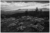 Wildflowers, late afternoon, Hobbart Point. Cascade Siskiyou National Monument, Oregon, USA ( black and white)