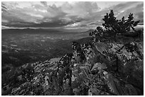 Wildflowers in juniper scablands at sunset, Hobbart Point. Cascade Siskiyou National Monument, Oregon, USA ( black and white)
