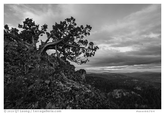Juniper and wildflowers at sunset, Boccard Point. Cascade Siskiyou National Monument, Oregon, USA (black and white)