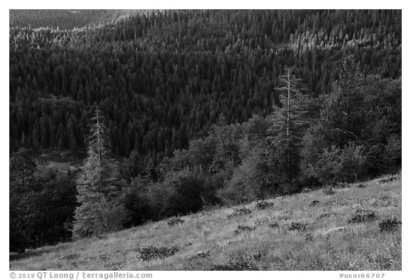 Wildflowers and conifer forest. Cascade Siskiyou National Monument, Oregon, USA (black and white)