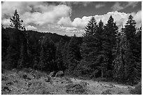 Clearing with distant view of Pilot Rock. Cascade Siskiyou National Monument, Oregon, USA ( black and white)