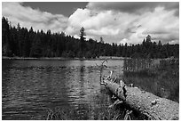 Fallen tree and Little Hyatt Reservoir. Cascade Siskiyou National Monument, Oregon, USA ( black and white)