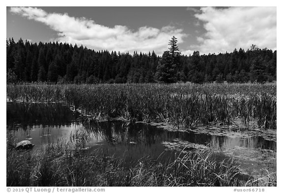 Wetlands near Little Hyatt Reservoir. Cascade Siskiyou National Monument, Oregon, USA (black and white)