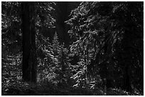Backlit lush forest near Grizzly Peak. Cascade Siskiyou National Monument, Oregon, USA ( black and white)