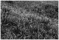 Detail of wildflower meadow near Grizzly Peak. Cascade Siskiyou National Monument, Oregon, USA ( black and white)