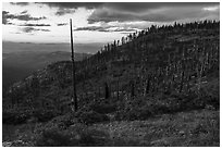 Hillside with burned trees, Grizzly Peak. Cascade Siskiyou National Monument, Oregon, USA ( black and white)