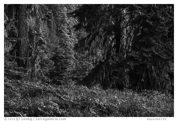 Wildflowers in lush forest near Grizzly Peak. Cascade Siskiyou National Monument, Oregon, USA (black and white)