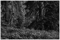 Wildflowers in lush forest near Grizzly Peak. Cascade Siskiyou National Monument, Oregon, USA ( black and white)