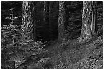 Tree trunks in summer. Cascade Siskiyou National Monument, Oregon, USA ( black and white)