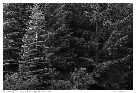 Close-up of dark conifer forest. Cascade Siskiyou National Monument, Oregon, USA (black and white)