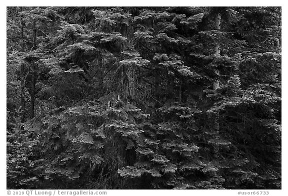 Close-up of dense conifer forest. Cascade Siskiyou National Monument, Oregon, USA (black and white)