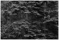 Close-up of dense conifer forest. Cascade Siskiyou National Monument, Oregon, USA ( black and white)