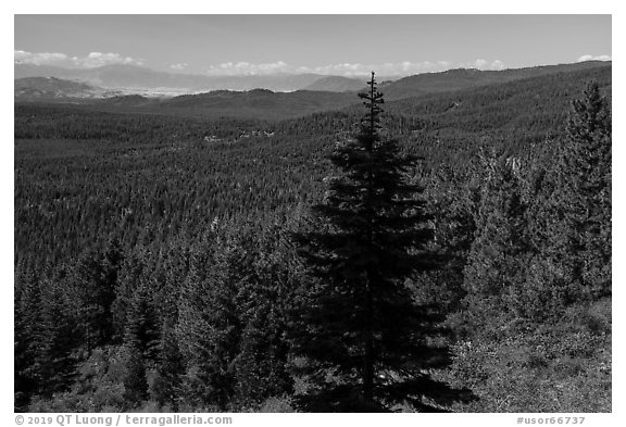Fir in shadow and mixed conifer forest, Surveyor Mountains. Cascade Siskiyou National Monument, Oregon, USA (black and white)