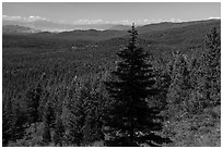 Fir in shadow and mixed conifer forest, Surveyor Mountains. Cascade Siskiyou National Monument, Oregon, USA ( black and white)