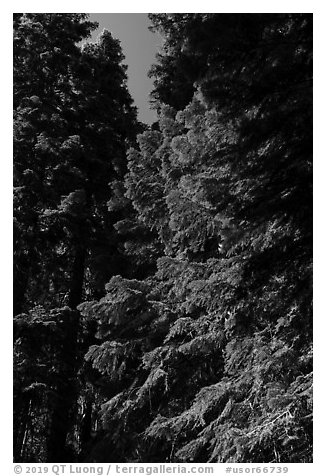 Looking up pine trees with light green needles, Surveyor Mountains. Cascade Siskiyou National Monument, Oregon, USA (black and white)