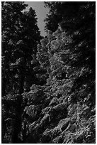 Looking up pine trees with light green needles, Surveyor Mountains. Cascade Siskiyou National Monument, Oregon, USA ( black and white)