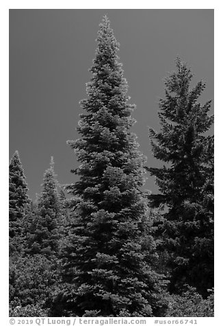 Fir tree with light green needles, Surveyor Mountains. Cascade Siskiyou National Monument, Oregon, USA (black and white)
