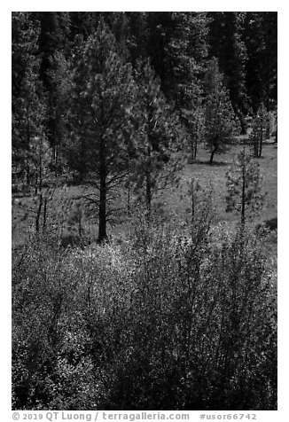 Ponderosa Pines in meadow. Cascade Siskiyou National Monument, Oregon, USA (black and white)