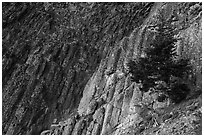 Columnar Basalt and tree, Pilot Rock. Cascade Siskiyou National Monument, Oregon, USA ( black and white)