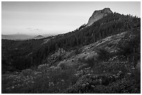 Wildflowers at the Saddle, Pilot Rock, Mt Shasta, sunrise. Cascade Siskiyou National Monument, Oregon, USA ( black and white)