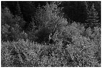Shurbs in early summer. Cascade Siskiyou National Monument, Oregon, USA ( black and white)