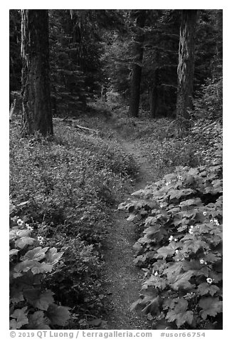 Pacific Crest Trail. Cascade Siskiyou National Monument, Oregon, USA (black and white)