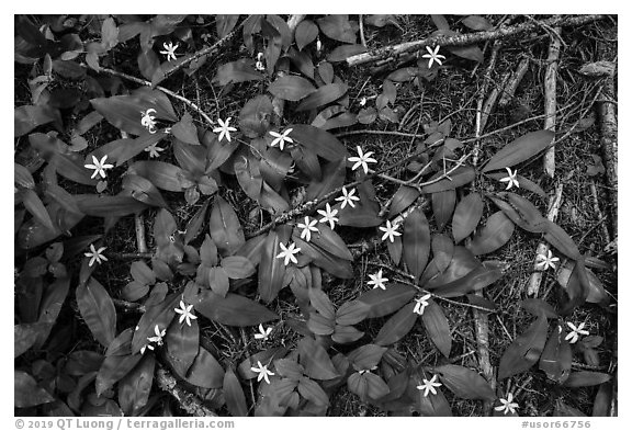 Close up of forest floor with white flowers. Cascade Siskiyou National Monument, Oregon, USA (black and white)