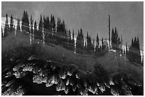Aerial view of looking down Hyatt Lake shoreline with tree shadows. Cascade Siskiyou National Monument, Oregon, USA ( black and white)