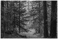 Opening through dark forest, Green Springs Mountain. Cascade Siskiyou National Monument, Oregon, USA ( black and white)