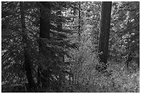 Understory plants with autumn foliage in Douglas fir forest, Green Springs Mountain. Cascade Siskiyou National Monument, Oregon, USA ( black and white)