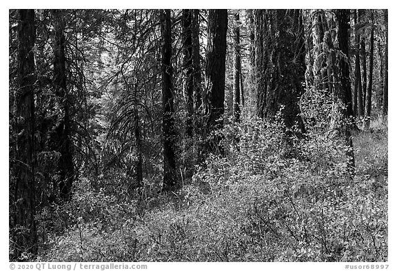 Forest in autumn, Green Springs Mountain. Cascade Siskiyou National Monument, Oregon, USA (black and white)