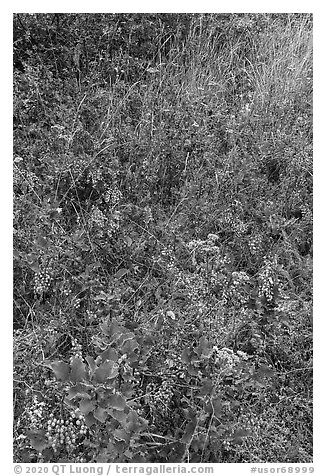 Carpet of Oregon Grapes (Mahonia aquifolium). Cascade Siskiyou National Monument, Oregon, USA (black and white)