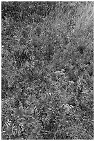 Carpet of Oregon Grapes (Mahonia aquifolium). Cascade Siskiyou National Monument, Oregon, USA ( black and white)