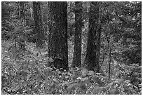Old growth forest, Green Springs Mountain. Cascade Siskiyou National Monument, Oregon, USA ( black and white)