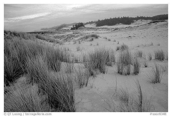 Sand Dunes near Florence. Oregon, USA (black and white)