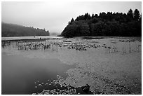 Coastal lagoon. Oregon, USA (black and white)