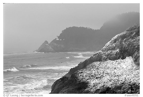 Rock with birds in fog,  Haceta Head in the background. Oregon, USA