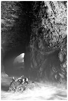 Sea Lions in a sea cave. Oregon, USA (black and white)
