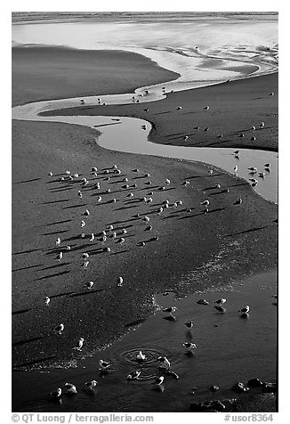 Stream on beach and seabirds, Pistol River State Park. Oregon, USA (black and white)