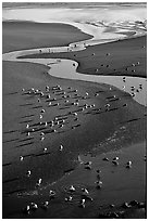 Stream on beach and seabirds, Pistol River State Park. Oregon, USA (black and white)